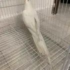 طير كروان