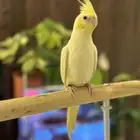 كروان اليف وهدد وطفره حلوه