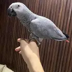 كاسكو