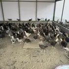 صيصان بلدي وفيومي