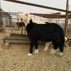 خرفان نجد للبيع