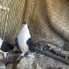 حمام شرازي