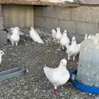 حمام فرنسي سوبر جامبو ملكي بيور ابيض صافي