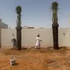 نخيل عربي و واشنطونيا