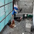 دجاج بلدي