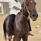 فرس