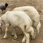 طليان مناسبات فل شحم ولحم
