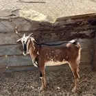 جفره جنوبيه