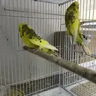 للبيع زوج حب بادجي مع القفص وكامل ملحقاتها