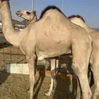 قعدان مبادي ولا زوجات