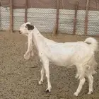 معزاء مشروكه جرم كفووو الكفووو دافع فحص سنور شرط