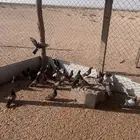 حمام مطروح خضاري لصقور