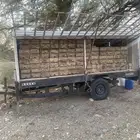 نحل بلدي للبيع