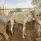 قعود عمر 8 اشهر