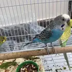 عصافير بدجي ذكر واتنين إناث