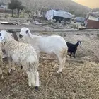 سواكن ماشاء الله فاخر حجم ووزن وتربيه اكثر من 4 اشهر