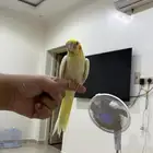 كوكتيل معا مستلزمته