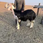 فحل نجدي