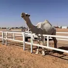 قعود