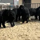 11 خروف فل العمر خمس شهور