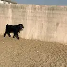 تيس فحل سنة رباع ضراب مشروط