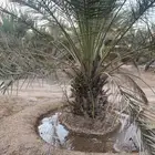 نخل مثمر للبيع