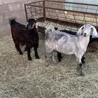 3 عنقان من حلالي سمان ونضيفه العمر حول 7شهوو