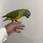 ببغاء سنغالي أليف حمامه بيع بدون ملحقات