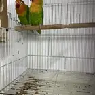 للبيع جوزين فيشر