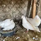 حمام فرنسي لاحم