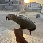 للبيع فرخ كاسكو انتاج محلي