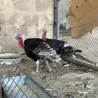 ديوك رومي للبيع