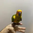 فرخ صن كنيور