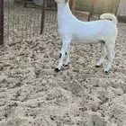 مشروع تيس بيشي