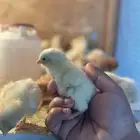 صيصان صوص لوهمان