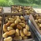 رطب عضوي 100   خراف يومي المزاحمية