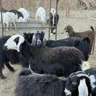 نعجه حايل ذبيحه