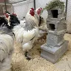ديك براهما كولمبي