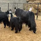 فحل ماعز فاااخر