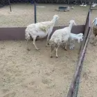 حريات مواليد