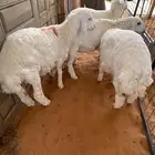 حري نضيفه وعلى الشرط