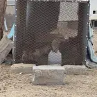 وبارة