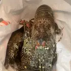 سمك استكوزا