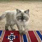 قطوه للتبني