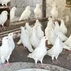 حمام فرنسي سوبر جامبو