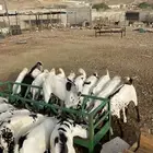 تيوس يمنية