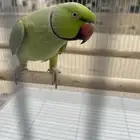 ذكر دره هندي اليف نظيف متكلم وهدد