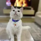 قطط ذكر وانثى