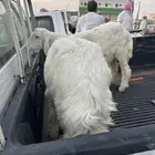 للبيع رخل ذبيحه