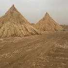 قصب قرية الهجنبة